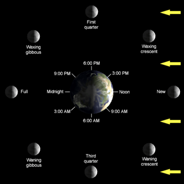 What are Moon Phases?  Moon phases, Moon phase chart, Moon orbit