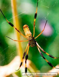 A spider hiding in its leaf (located at the centre of its web)