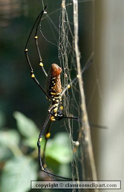 Bird Dropping Spider with it's unusual eggs