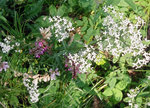 Northern bedstraw