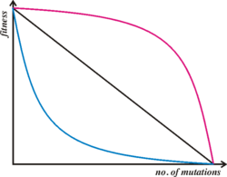 Diagram illustrating different relationships between numbers of mutations and fitness. Kondrashov's model requires synergistic epistasis, which is represented by the red line - each mutation has a disproproportionately large effect on the organism's fitness.