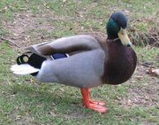 Mallard drake.jpg