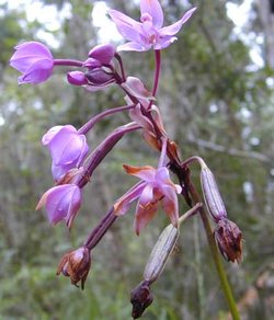 This inflorescence of the    Spathoglottis plicata is a typical raceme.