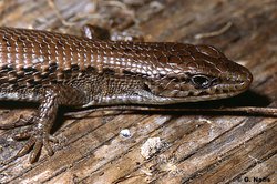 Northwestern Alligator Lizard