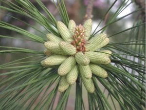 Male cones on a pine
