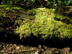 A moss-covered log