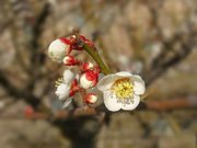 White Ume