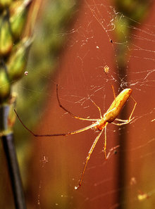 Pain-related spider species. Mygalomorph and araneomorph spiders are