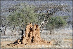 Termite Mound, Samburu National Reserve, Kenya Africa. Image provided by Classroom Clipart (http://classroomclipart.com)