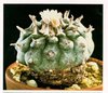 Nations are allowed to exempt traditional uses of peyote and other wild-growing plants from regulation.