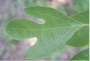 Sassafras albidum trilobed leaf