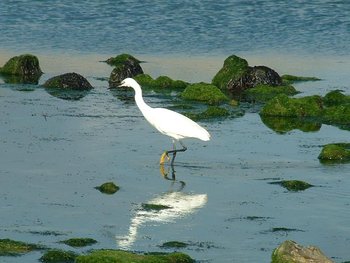 A picture of little egret