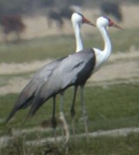 Wattled Crane