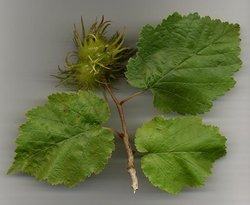 Leaves and nuts of Turkish Hazel: note the spiny involucres (husks) surrounding the nuts