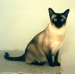 A Siamese cat