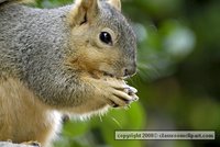 A common gray squirrel.