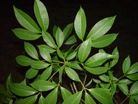 Leaves of a Par rubber tree