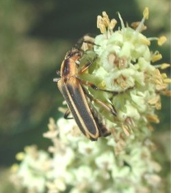 Soldier beetle, Chauliognathus sp.