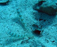 Some Gobies live in symbiosis with a shrimp.