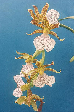 Zygopetalum maculatum