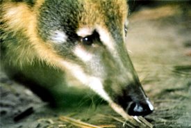 Coatimundi. Heredia Province, 