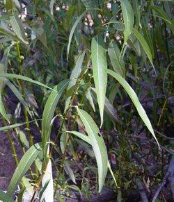 Red Willow leaves