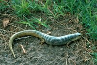 Great Plains Skink