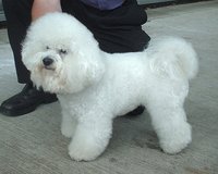 The , the most recognised Bichon group member