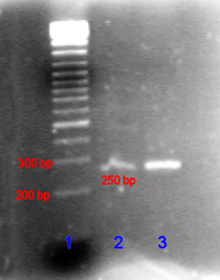 Figure 3: PCR product compared with DNA ladder in agarose gel. DNA ladder (lane 1), the PCR product in low concentration (lane 2), and high concentration (lane 3). Image published with permission of Helmut W. Klein, Institute of Biochemistry, University of Cologne, Germany