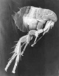 SEM micrograph of a flea