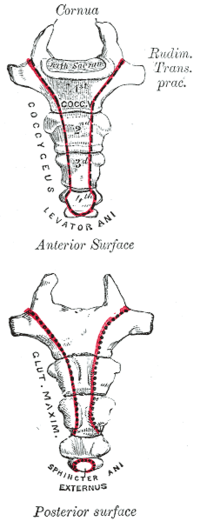 The coccyx is formed of four fused .
