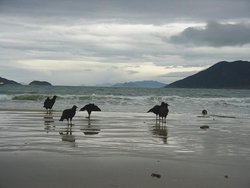 Birds in Florianopolis 