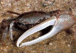 Male fiddler crab (Uca pugnax)