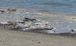 California Gull feeding on Mono Lake alkali flies