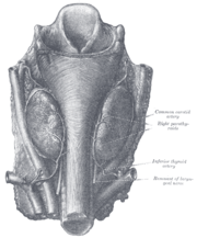 Human parathyroid glands