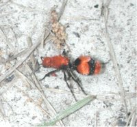 Female velvet ant