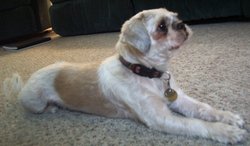 A Shih Tzu with a summer-friendly haircut