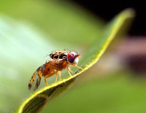 The , or "medfly", Ceratitis capitata