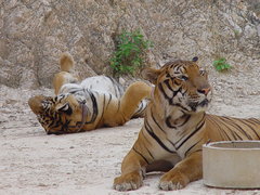 Tigers playing in the quarry