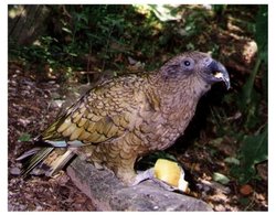 Keas are curious birds that will investigate and even damage cars