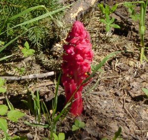 Snow Plant