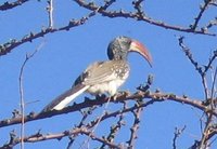 Monteiro's Hornbill