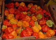 Scotch bonnet chile peppers in a Caribbean market