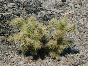 Chowa cactus above Mesquite Springs