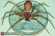 Brown Recluse (Photo courtesy of the University of Nebraska)