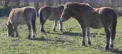 Przewalski's Horses