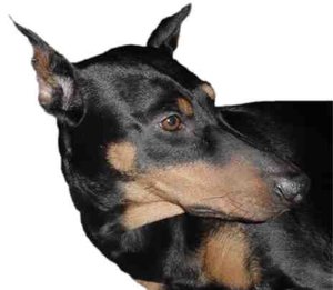 Close-up of a "Traditional" Dobermann (black with cropped ears)