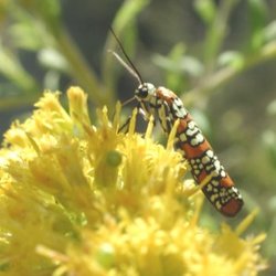 Atteva punctella (Ailanthus Webworm)