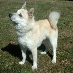 The Buhund comes in a variety of colors.