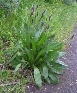 Plantago  lanceolata)